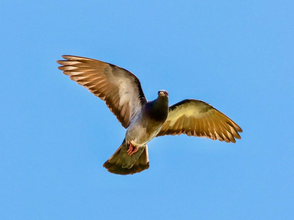 Columba livia EM1B0630 by Bengt Nyman is licensed under CC BY 2.0.